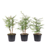 Metasequoia glyptostroboides