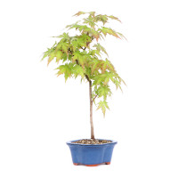 Acer palmatum