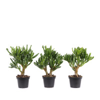 Crassula ovata 'Horn Tree'