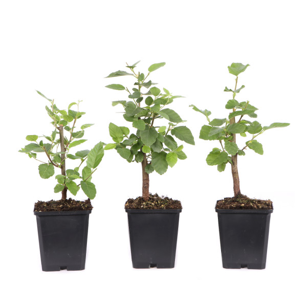 Ostrya carpinifolia