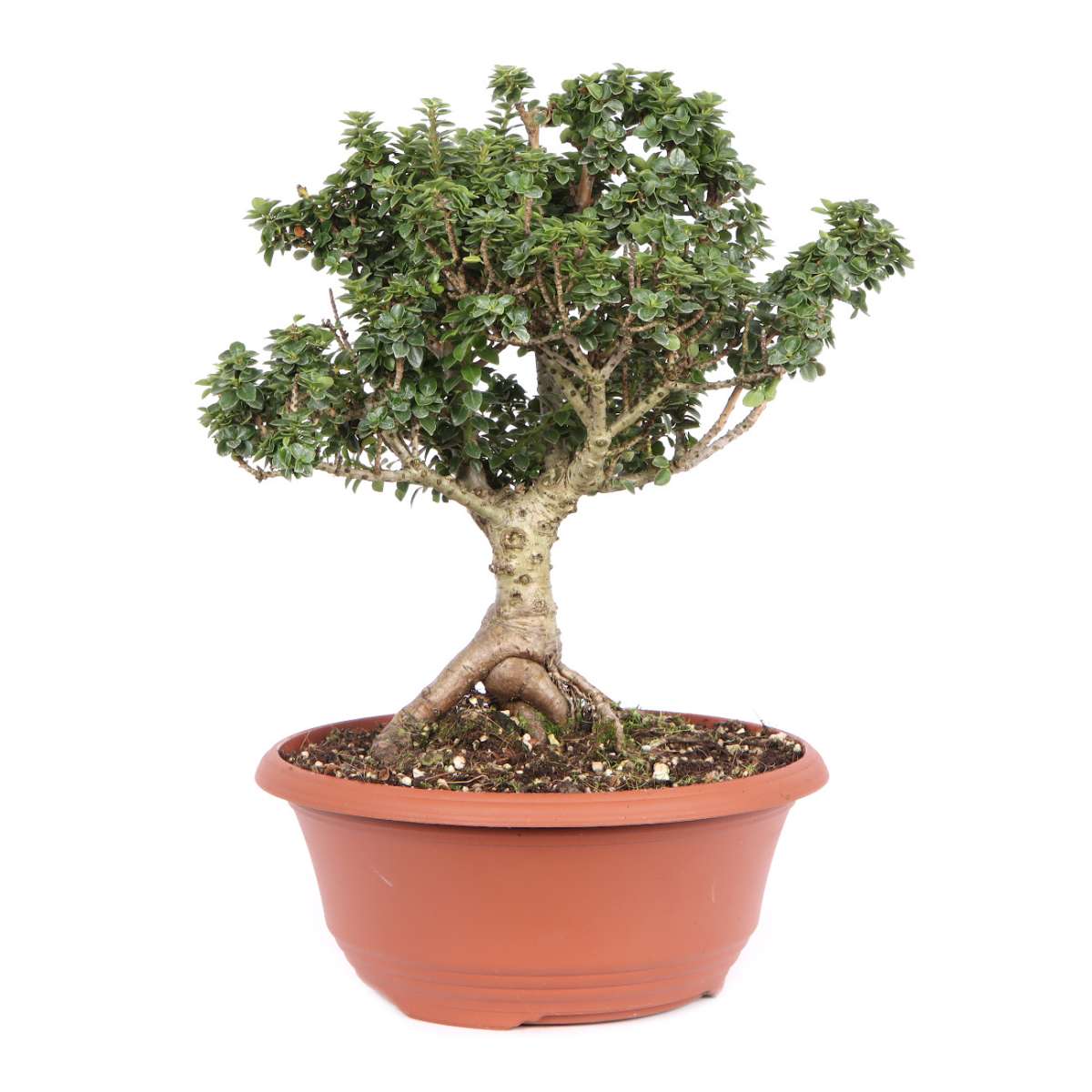 Ilex crenata 'Dwarf Pagoda' | Pre-Bonsai | Bonsai Outdoor | Bonsai ...