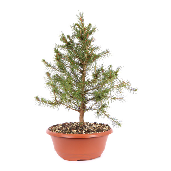 Picea abies