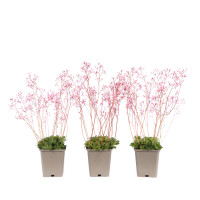 Saxifraga x urbium 'Clarence Elliott'