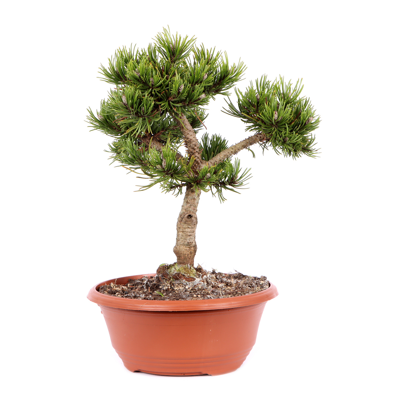 Pinus mugo 'Sherwood Compact' | Pre-Bonsai | Outdoor Bonsai | Bonsai ...