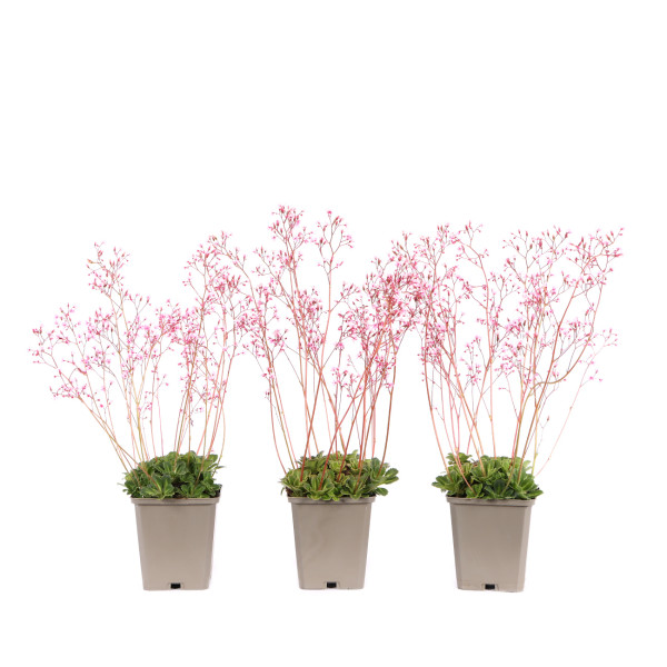Saxifraga x urbium 'Clarence Elliott'
