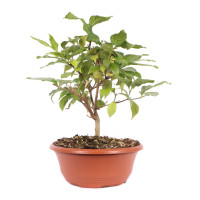 Vorderseite Vorderseite