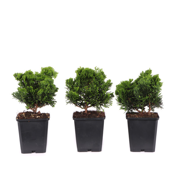 Chamaecyparis obtusa 'Nana Gracilis'