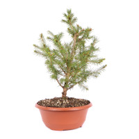 Picea abies