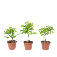 Ulmus pumila Ulmus pumila