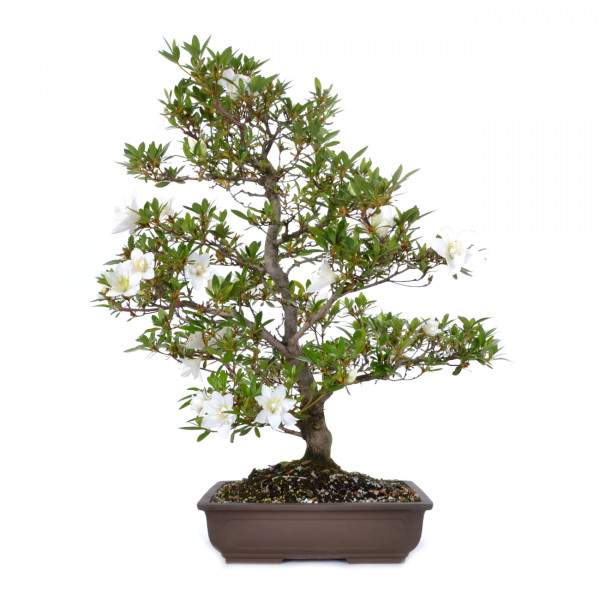 Rhododendron indicum 'Hakuba'