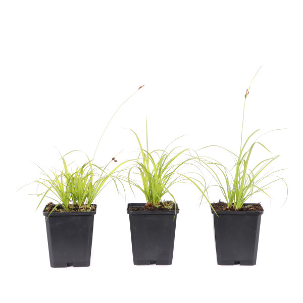 Carex montana