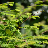 Vorschau: Austrieb Vorschau: Austrieb