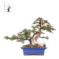 Tanuki Bonsai - Bonsai Tree (Pty) Ltd.