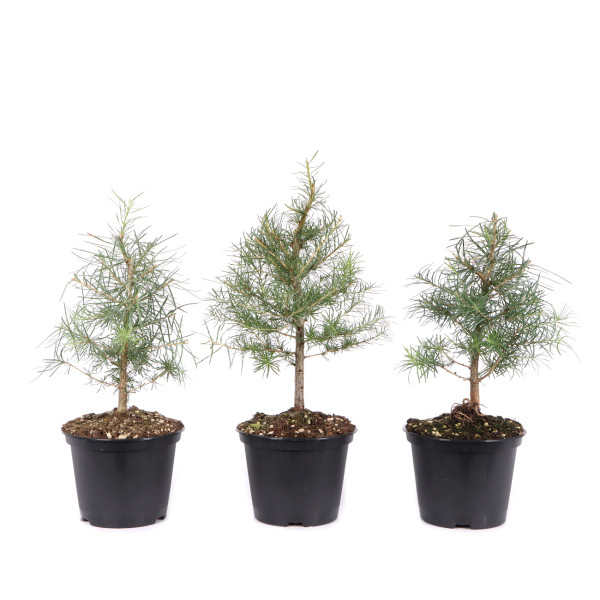Larix decidua