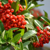 Vorschau: Frucht Vorschau: Frucht