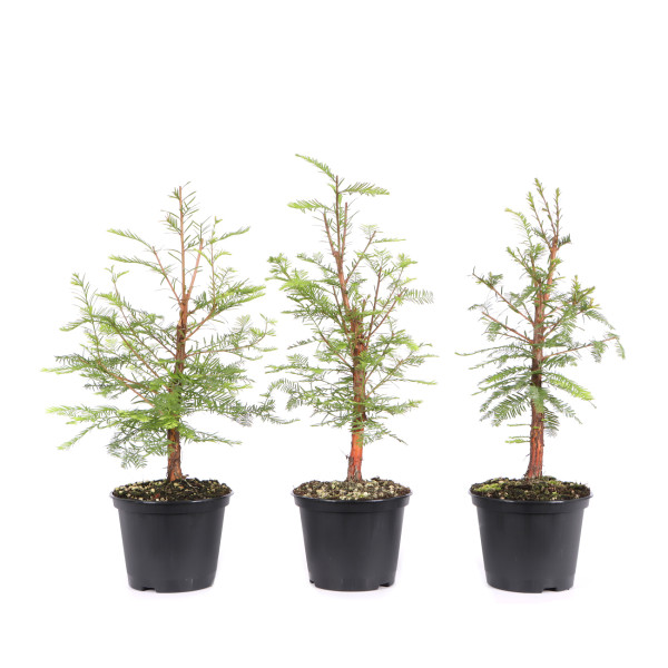 Taxodium distichum