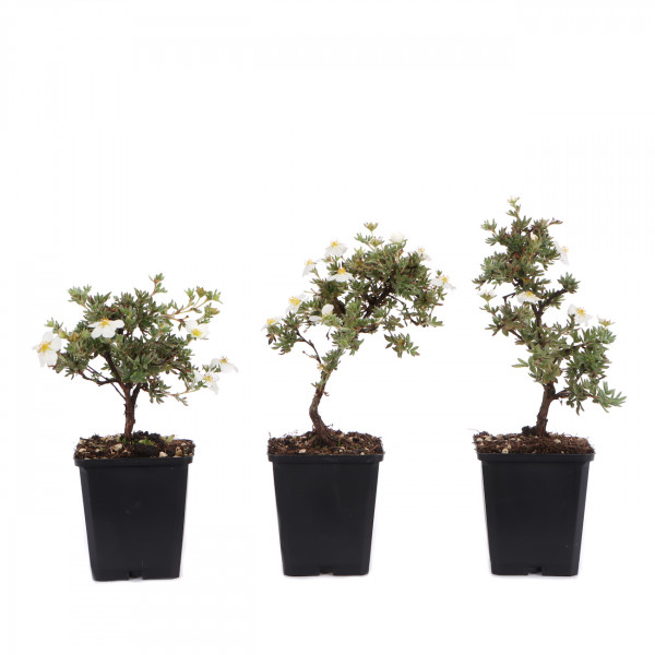 Potentilla fruticosa 'Manchu'