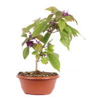 Vorderseite Vorderseite