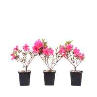 Rhododendron 'Fugen-no-Tsuki'