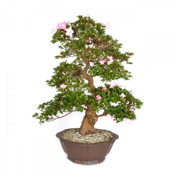 Rhododendron indicum