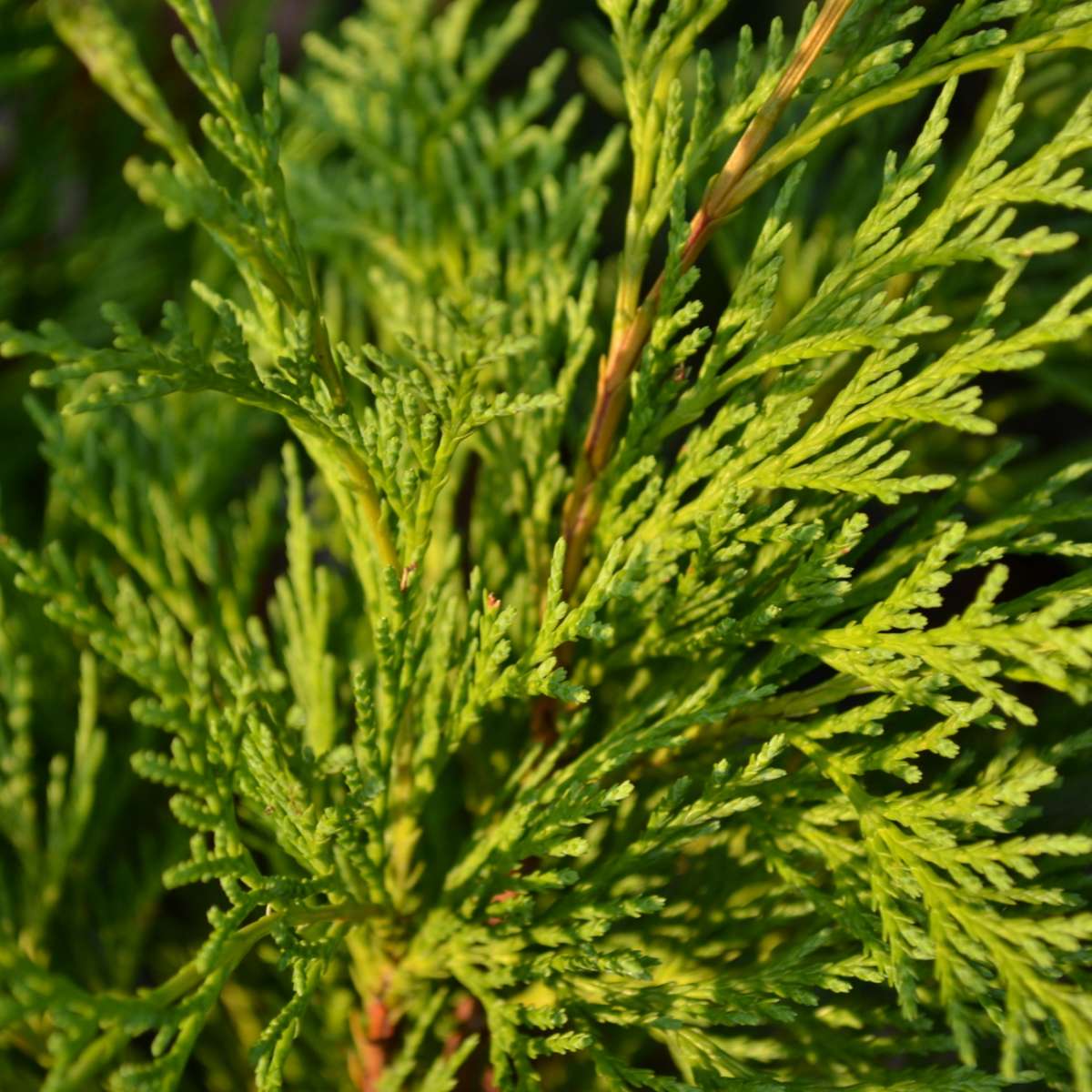 Chamaecyparis lawsoniana | Pre-Bonsai | Outdoor Bonsai | Bonsai ...