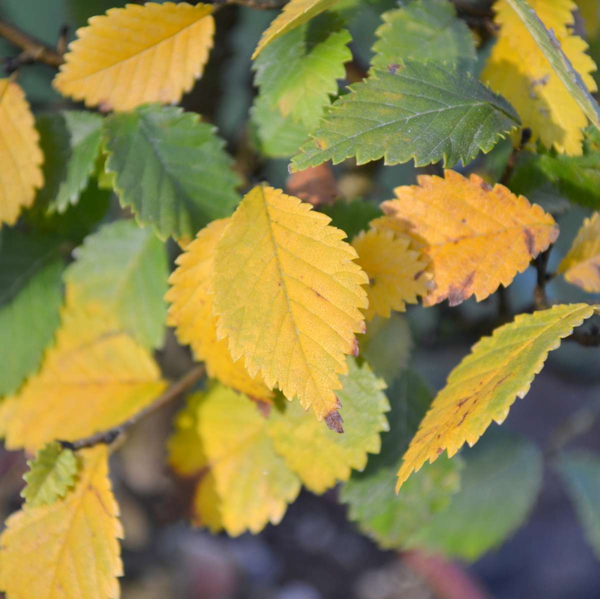 Ulmus pumila | Bonsai | Bonsai Outdoor | Bonsai | Bonsaischule Enger