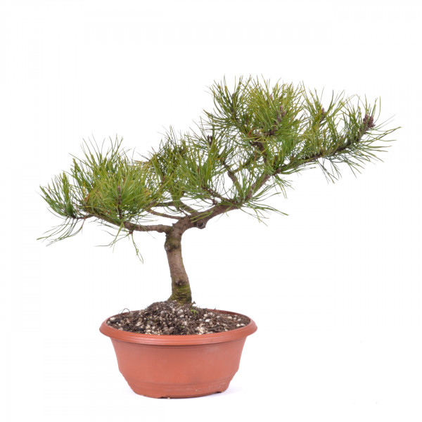 Pinus mugo