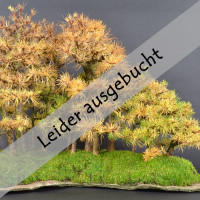 Waldgestaltung - Yose-ue am 14.02.2026