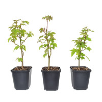 Liquidambar styraciflua