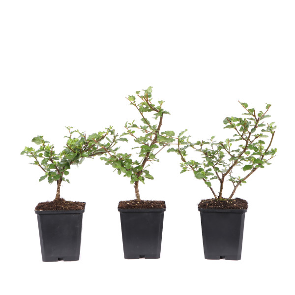Nothofagus antarctica
