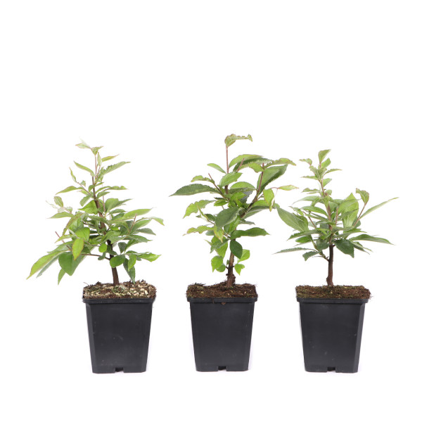 Photinia villosa