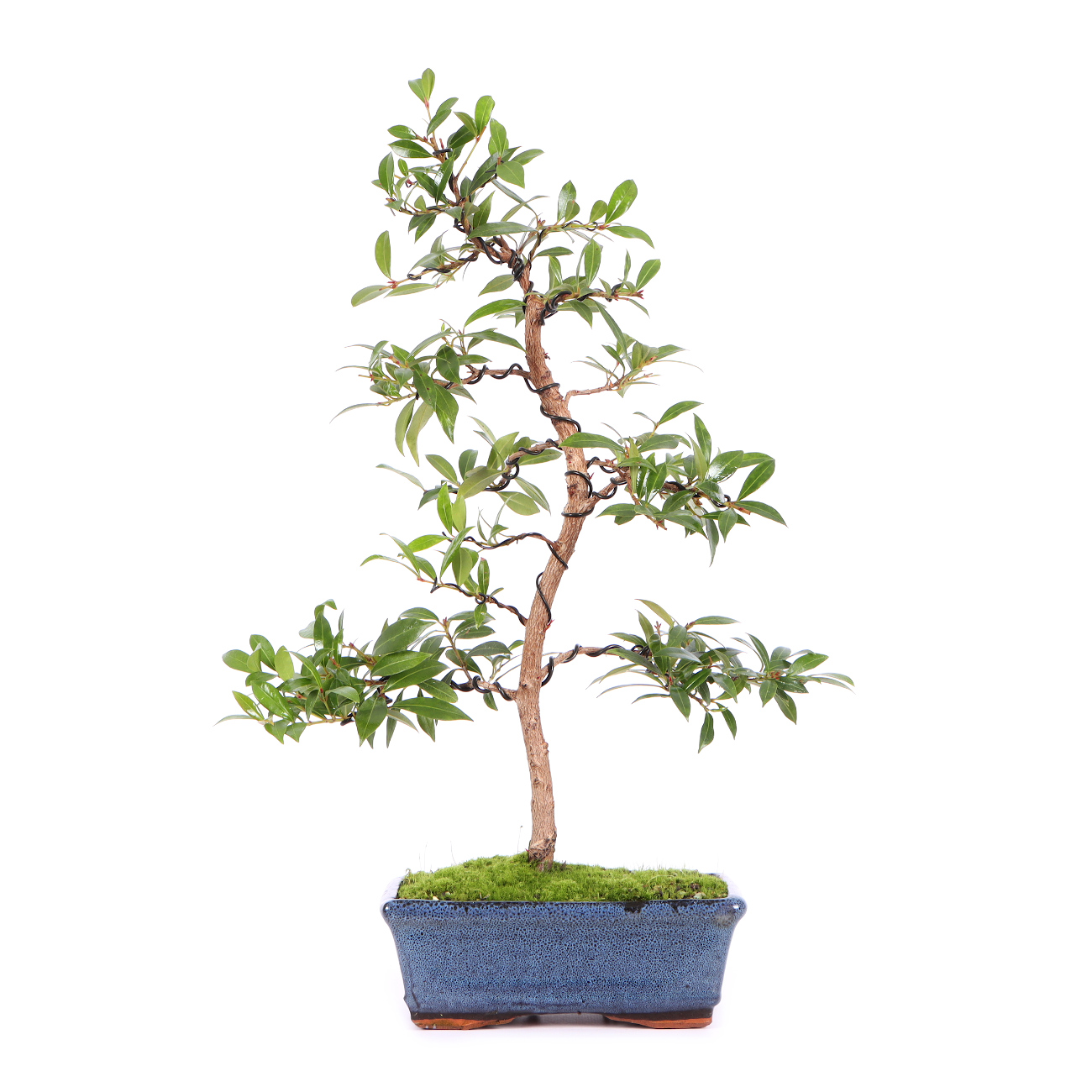 Syzygium paniculatum Subtropical Bonsai Indoor Bonsai Bonsai