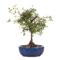 Vorderseite Vorderseite