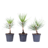 Pinus thunbergii var. corticosa