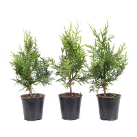 Thuja occidentalis 'Brabant'
