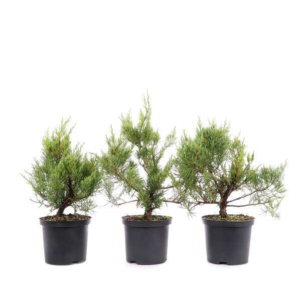 Juniperus x media 'Hetzii'