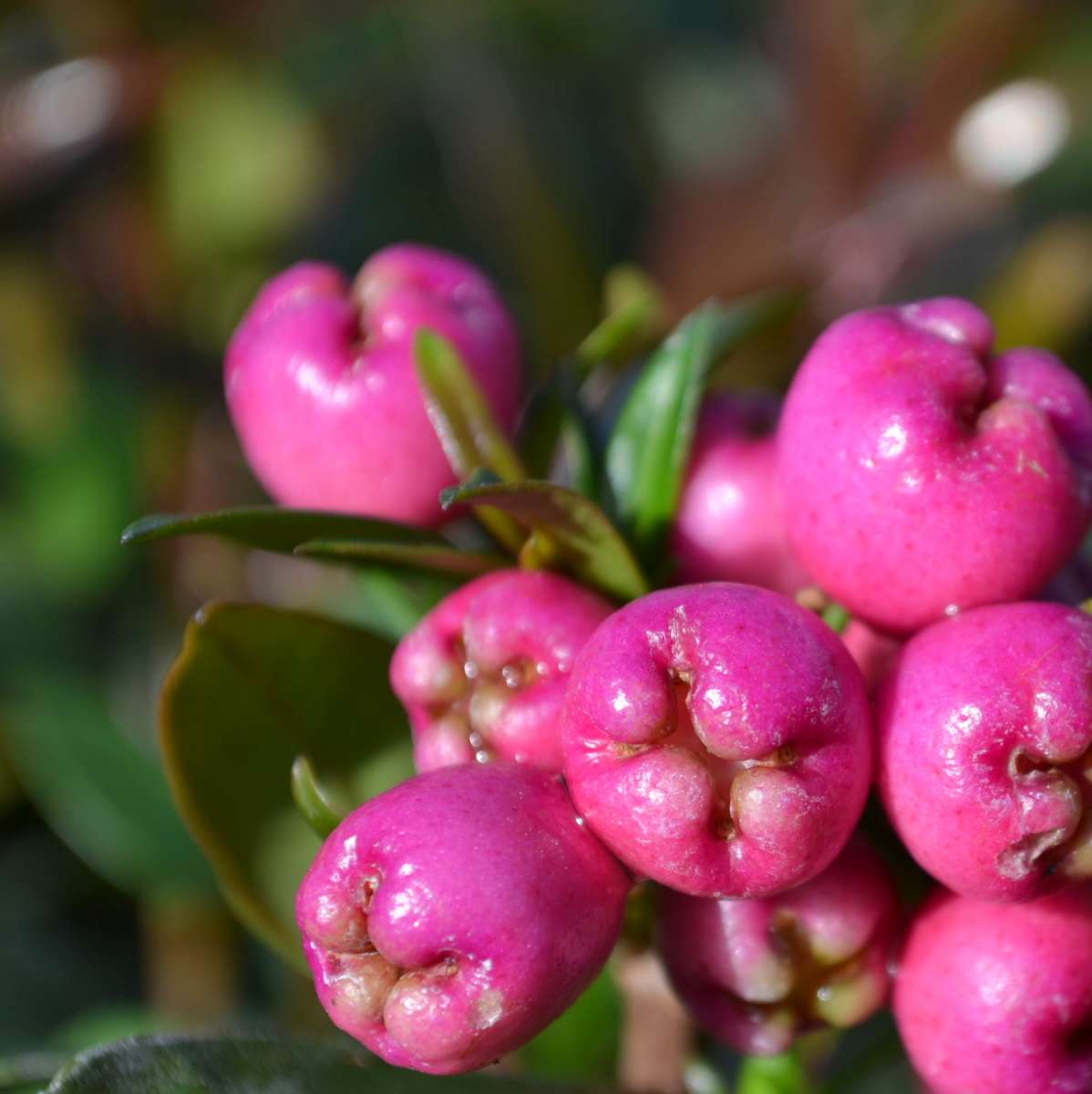 Syzygium paniculatum | Subtropical Bonsai | Indoor Bonsai | Bonsai ...