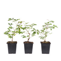 Akebia quinata