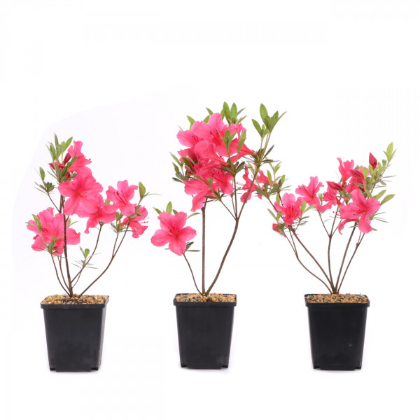 Rhododendron indicum 'Osakazuki'