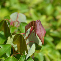 Vorschau: Austrieb Vorschau: Austrieb