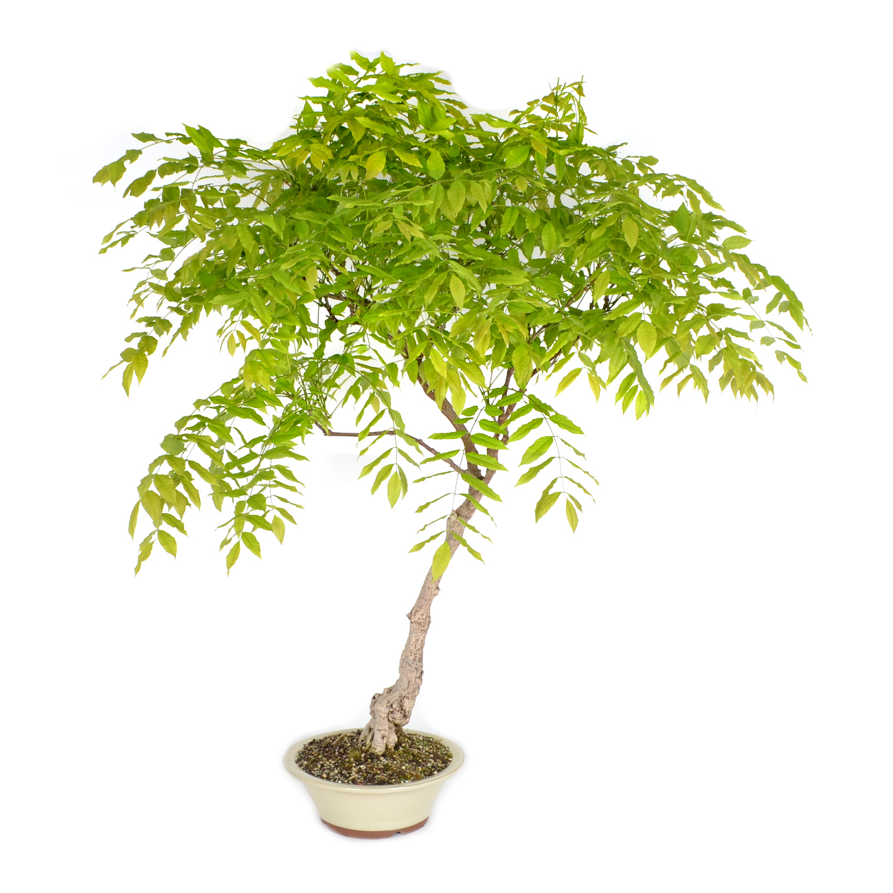 Virtue 10 stÃ¼cke Wisteria baum bonsai schÃ¶ne Glyzinien blume mehrjÃ¤hrige innen oder auÃŸen blÃ¼hende topfpflanzen fÃ¼r hausgarten anlage 1 