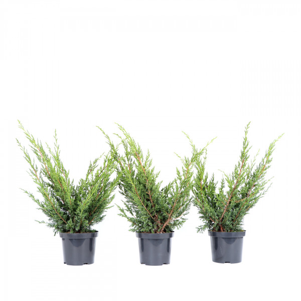 Juniperus chinensis &#039;Blaauw&#039;
