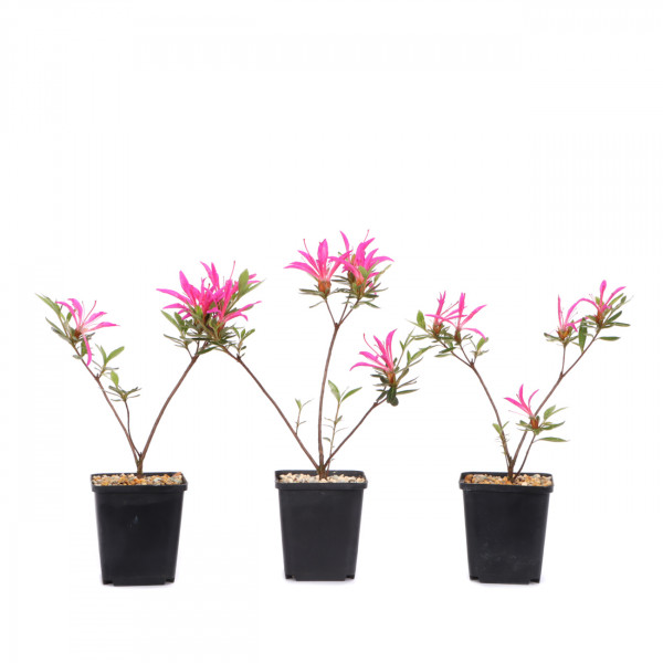 Rhododendron indicum 'Shiryu-no-Homare'