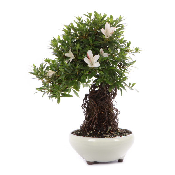 Rhododendron indicum 'Sogen-no-Tsuki'