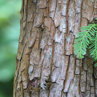 Vorschau: Rinde Vorschau: Rinde