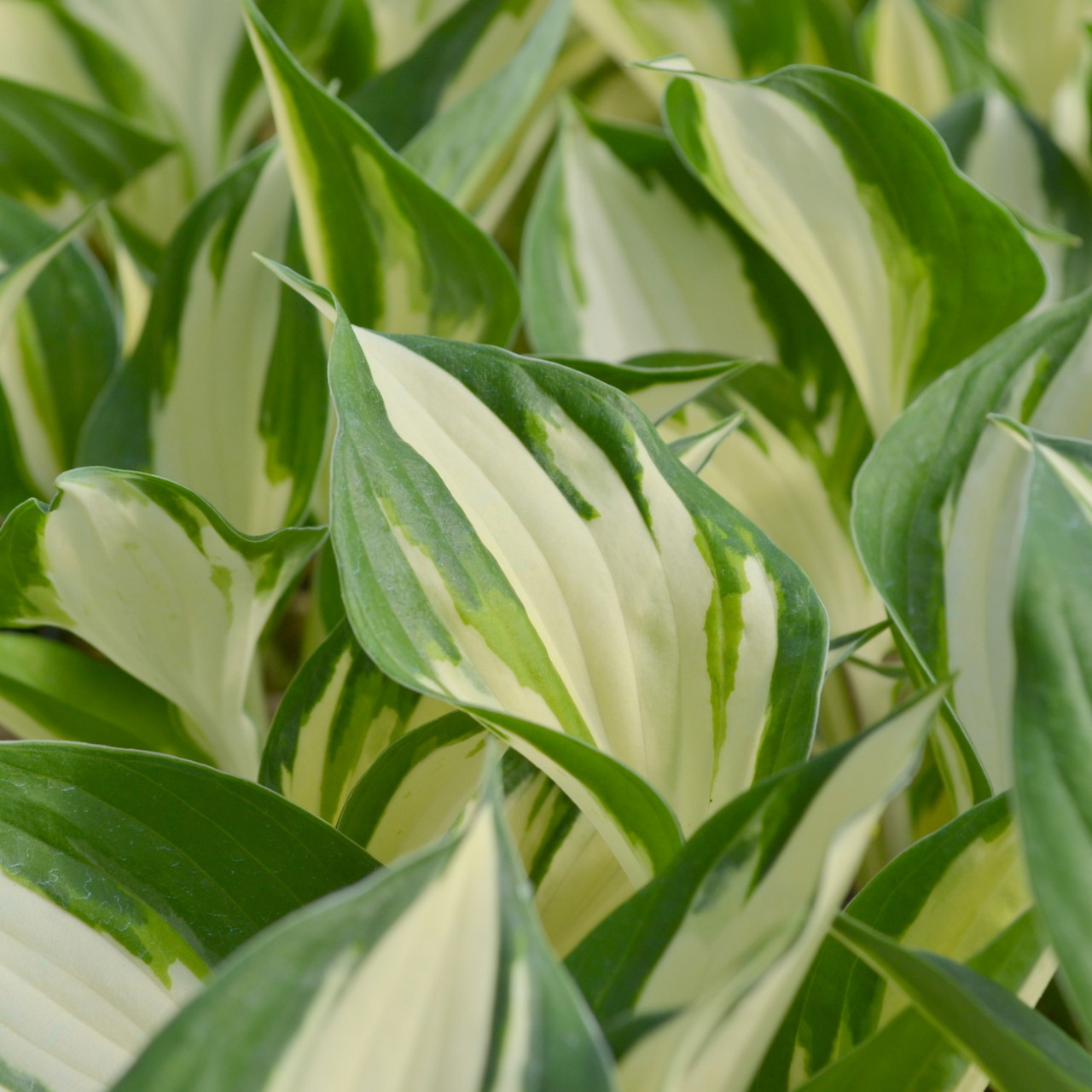 Hosta 'Fire and Ice' | 1622-02-T-Fire-and-Ice